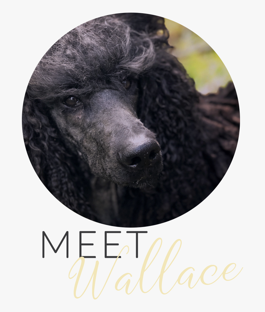 Whisper Ridge Galavanting Poodle Wallace, HD Png Download