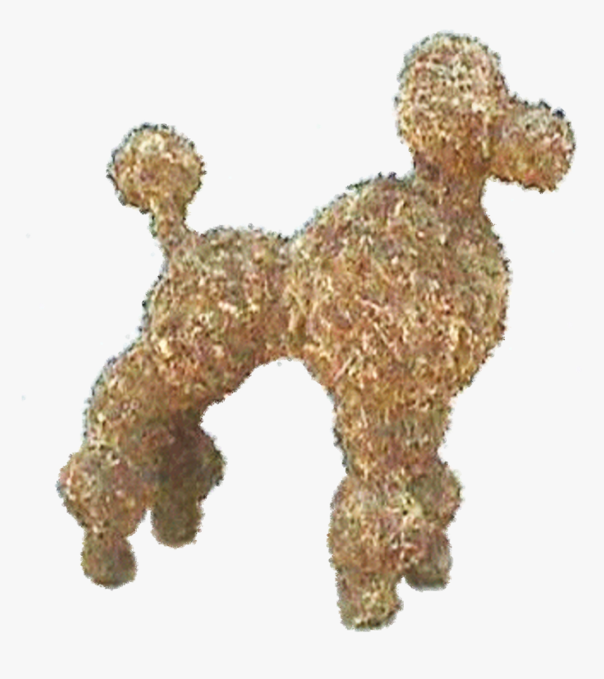 Toy Poodle , Png Download - Standard Poodle, Transparent Png