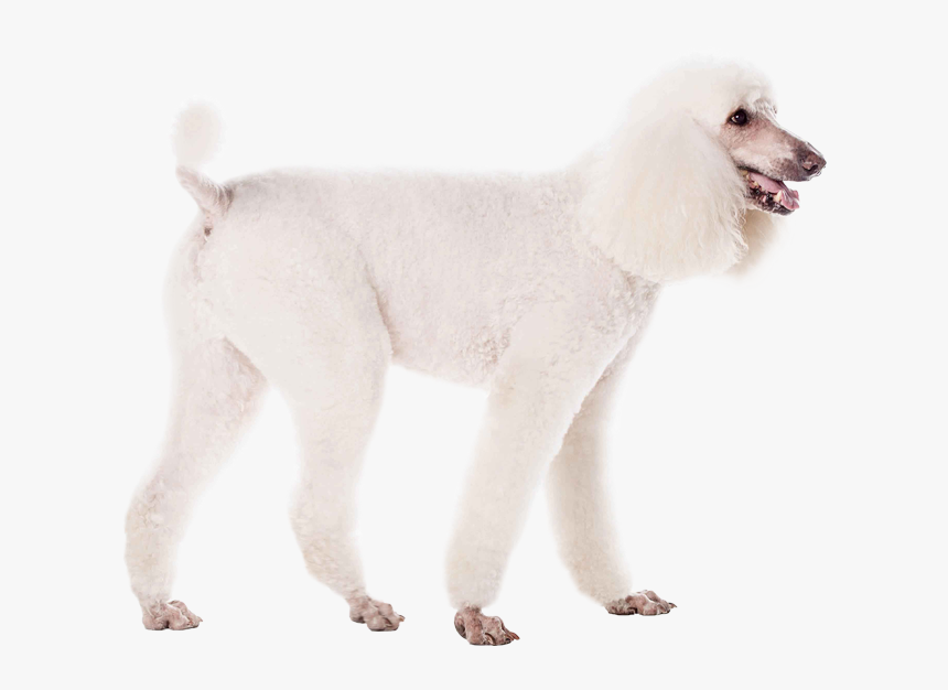 Standard Poodle, HD Png Download