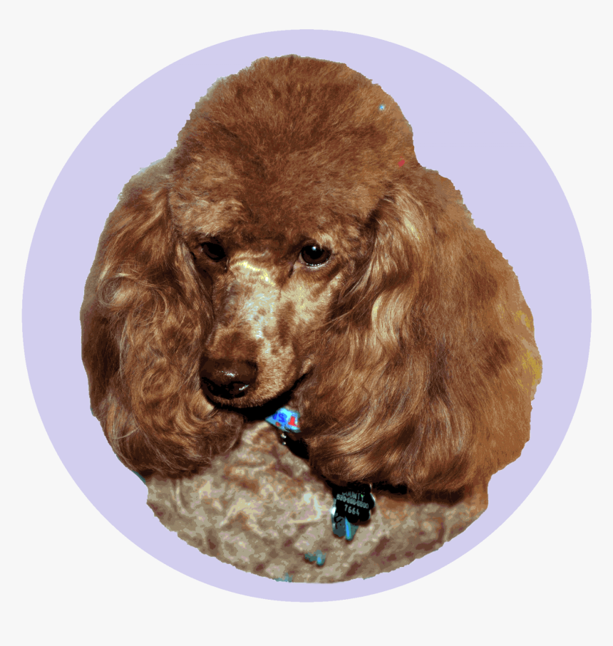 Standard-poodle - Standard Poodle, HD Png Download