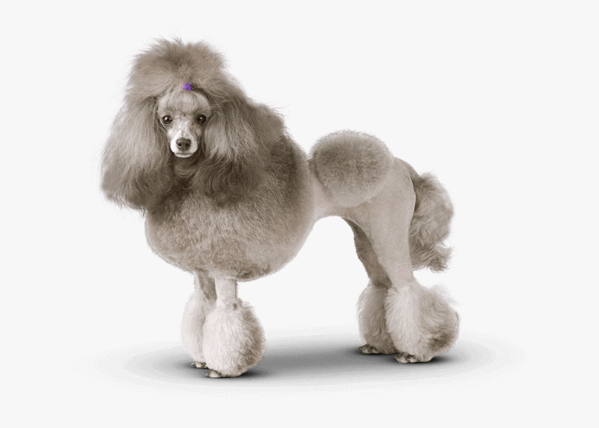 Groomed Poodle , Png Download - Groomed Poodle, Transparent Png