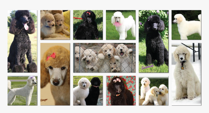 Artboard - Standard Poodle, HD Png Download