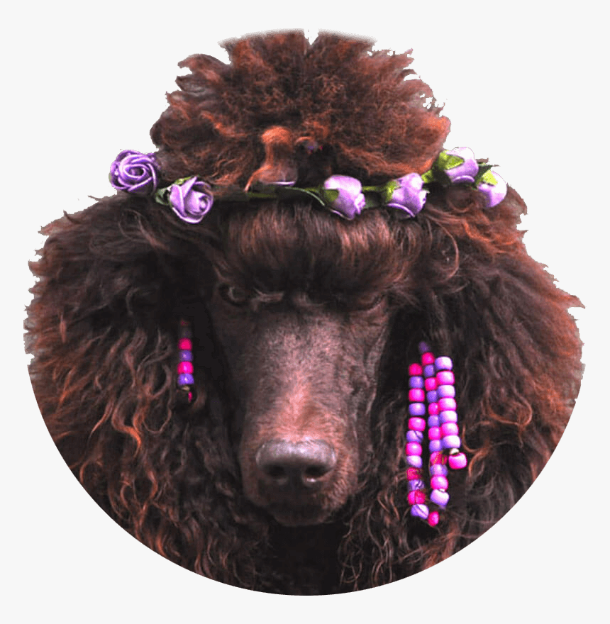 Com/wp Poodle1 - Standard Poodle, HD Png Download