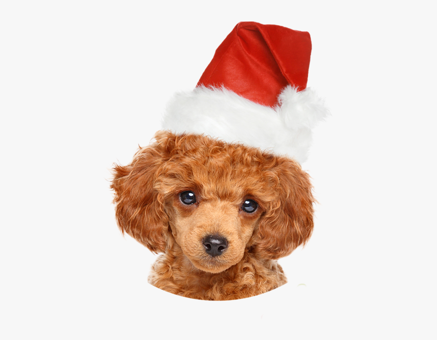 Poodle Puppies, HD Png Download