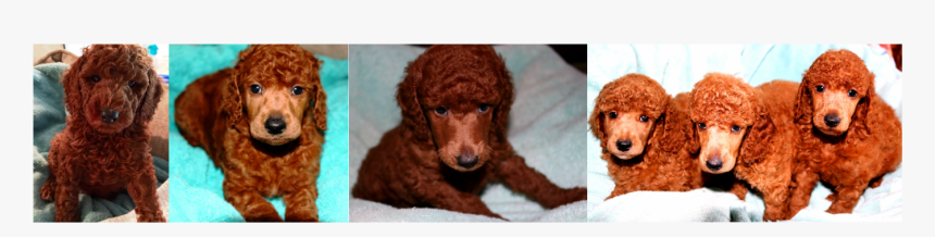 Picture - Standard Poodle, HD Png Download