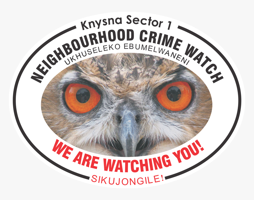 Owl With Big Eyes - Royal Life Saving Society Uk, HD Png Download