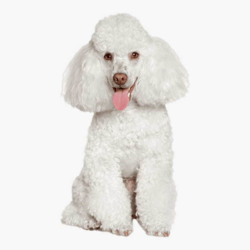 Poodle - Standard Poodle, HD Png Download