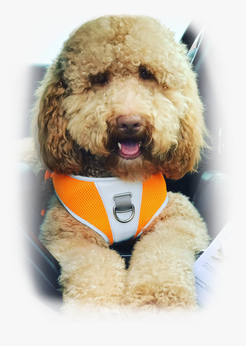 Dog Yawns, HD Png Download