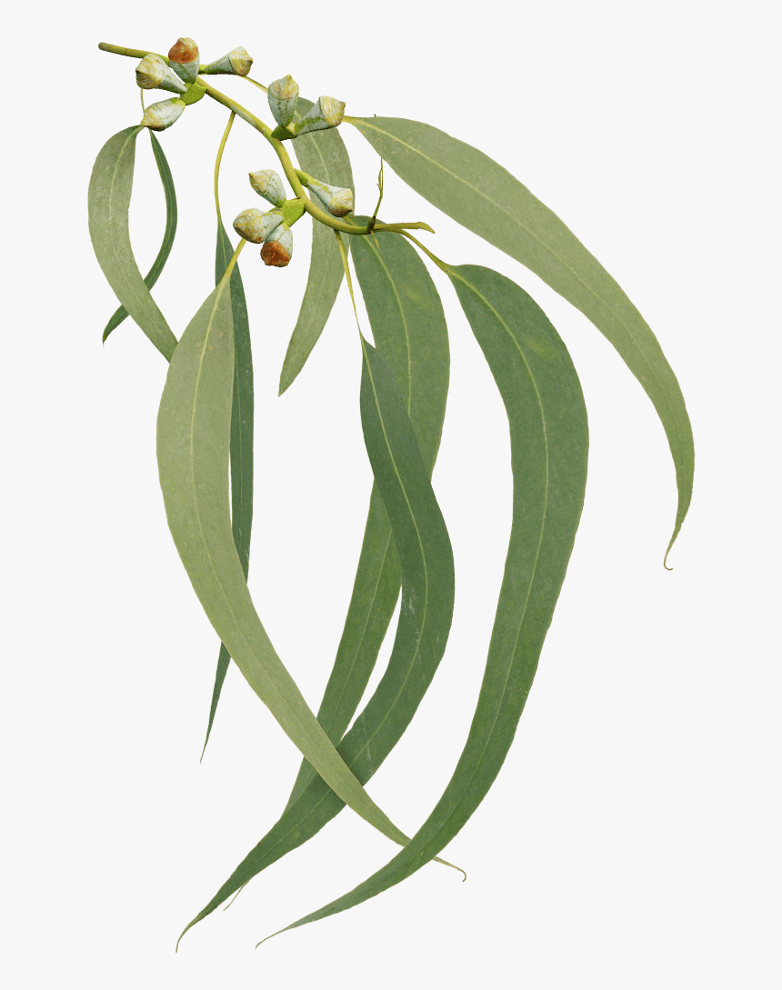 Blue Gum - Epidendrum - Tasmanian Blue Gum Leaves, HD Png Download