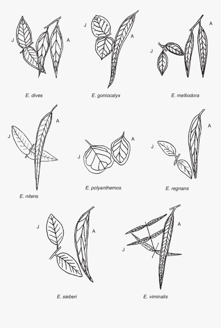 Adult And Juvenile Leaves Of The Eucalyptus Species - Juvenile Eucalyptus Leaves, HD Png Download