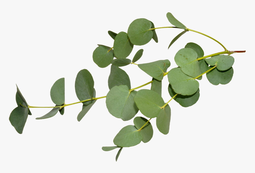 Gum Trees Stock Photography Eucalyptus Oil Leaf Eucalyptus - Eucalyptus Globulus Leaf, HD Png Download