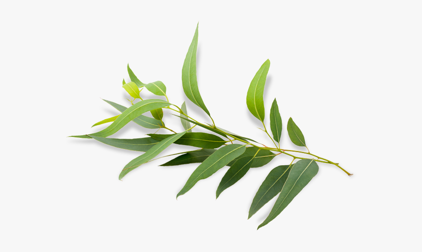 Eucalyptus Radiata Eucalyptus Polybractea Eucalyptus - Eucalyptus Png, Transparent Png