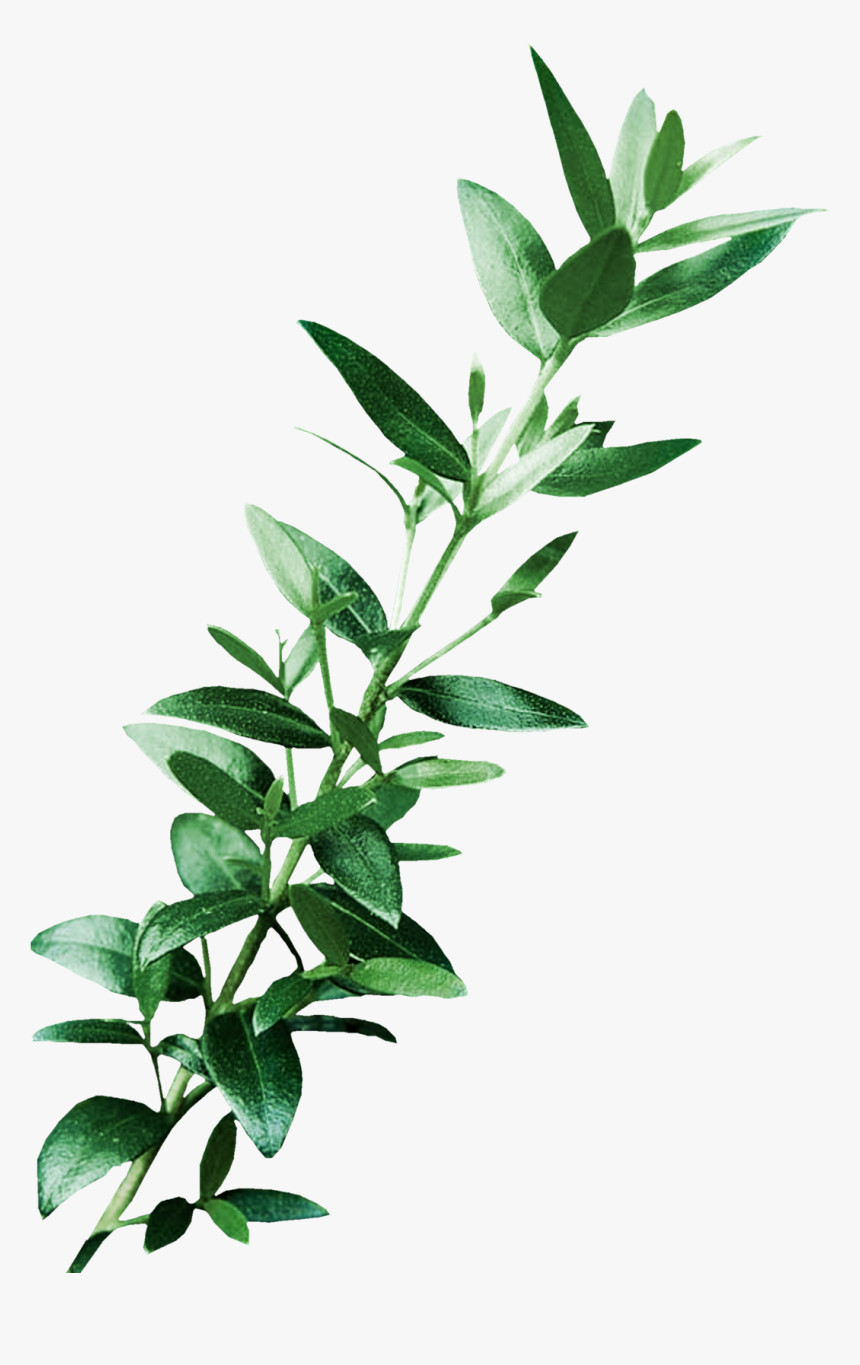 Leaf Digital Image Art Clip Art, HD Png Download