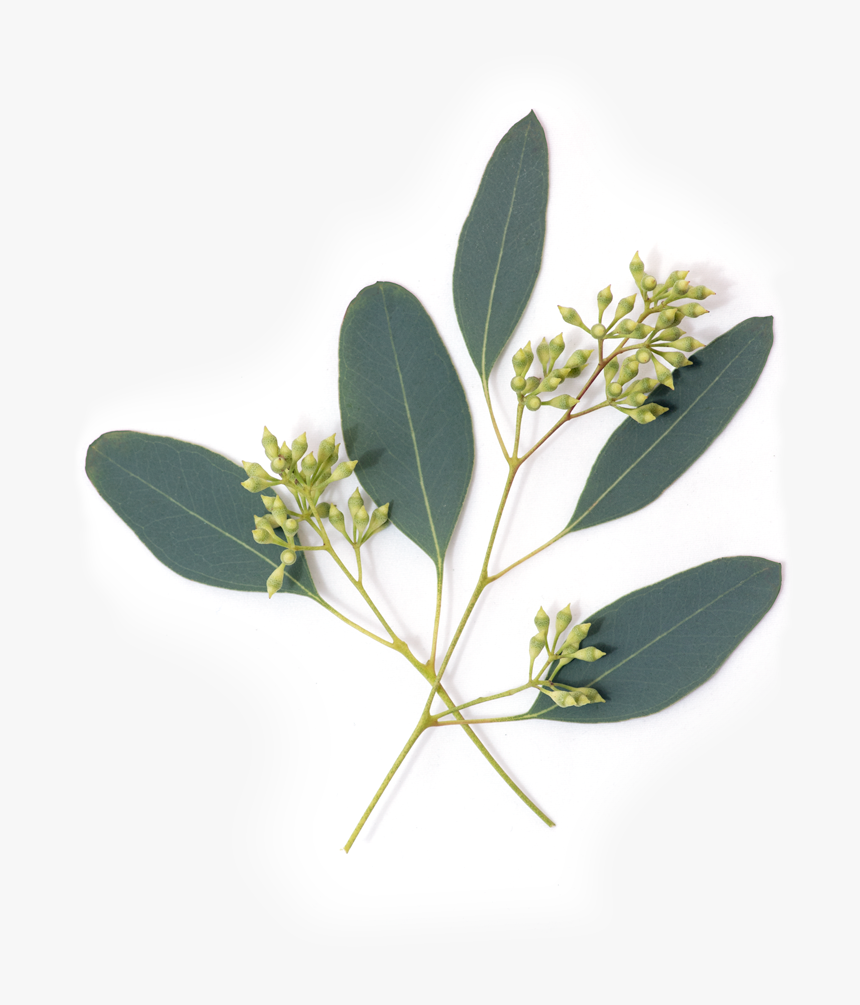 Green Simple Rectangular Eucalyptus Border Leaf Eucalyptus Eucalyptus Leaves Png Transparent Clipart Image And Psd File For Free Download Floral Poster Flower Drawing Green Plants