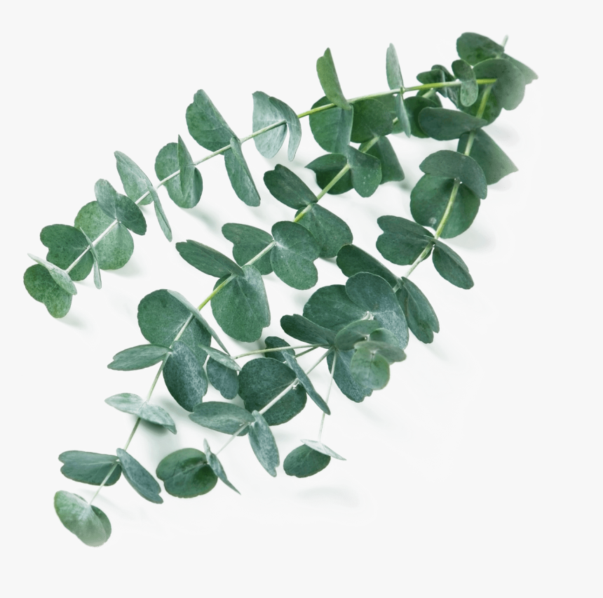 Gum Trees, HD Png Download