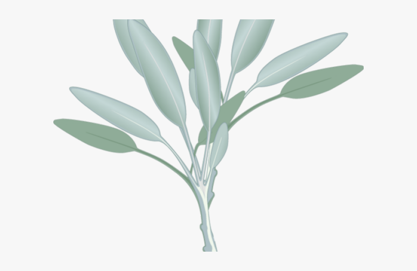 Transparent Eucalyptus Leaves Png - Sage Herb Clip Art, Png Download