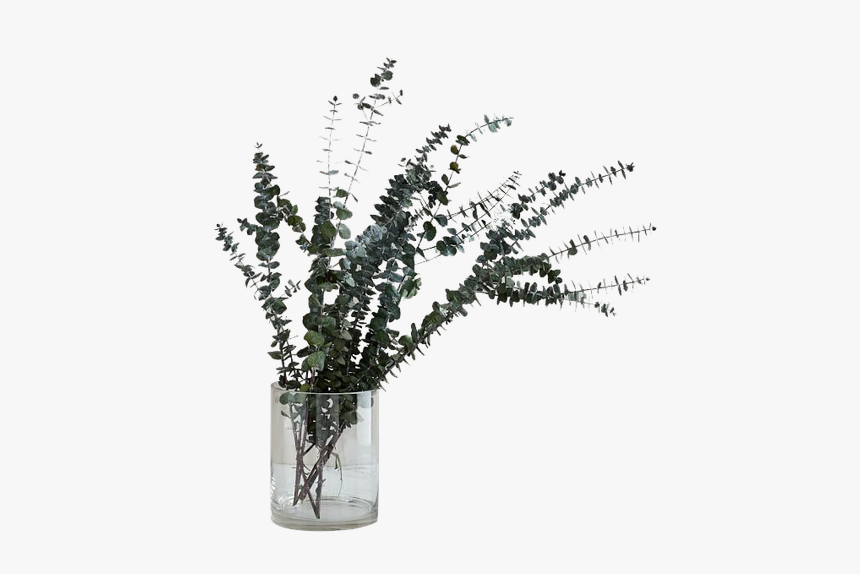 Png Eucalyptus, Transparent Png