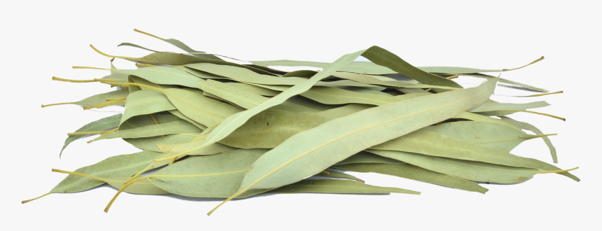 Organic Eucalyptus Leaves - Sage, HD Png Download
