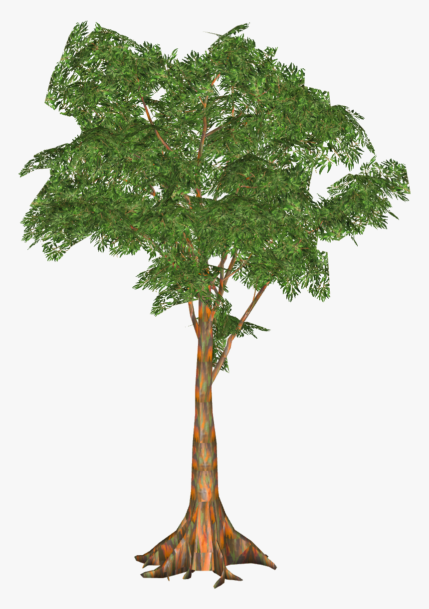 Rainbow Eucalyptus - Gambel Oak, HD Png Download