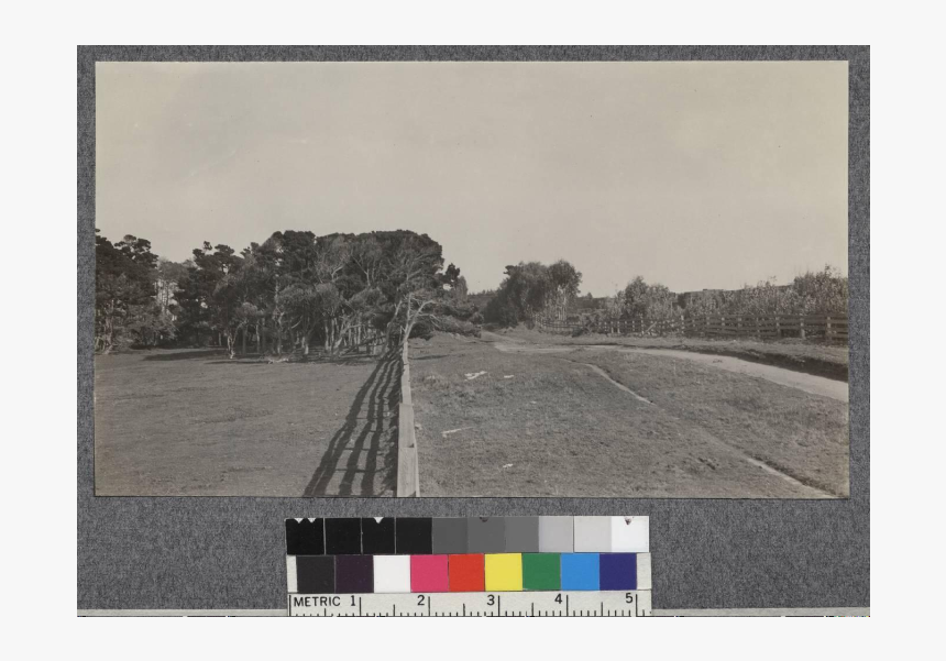 Influence Of Ocean Winds On Eucalyptus At Fort Bragg, - Street, HD Png Download