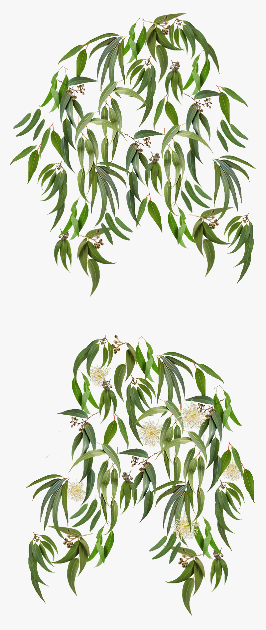 Clip Art Eucalyptus Background - Transparent Eucalyptus Graphics, HD Png Download