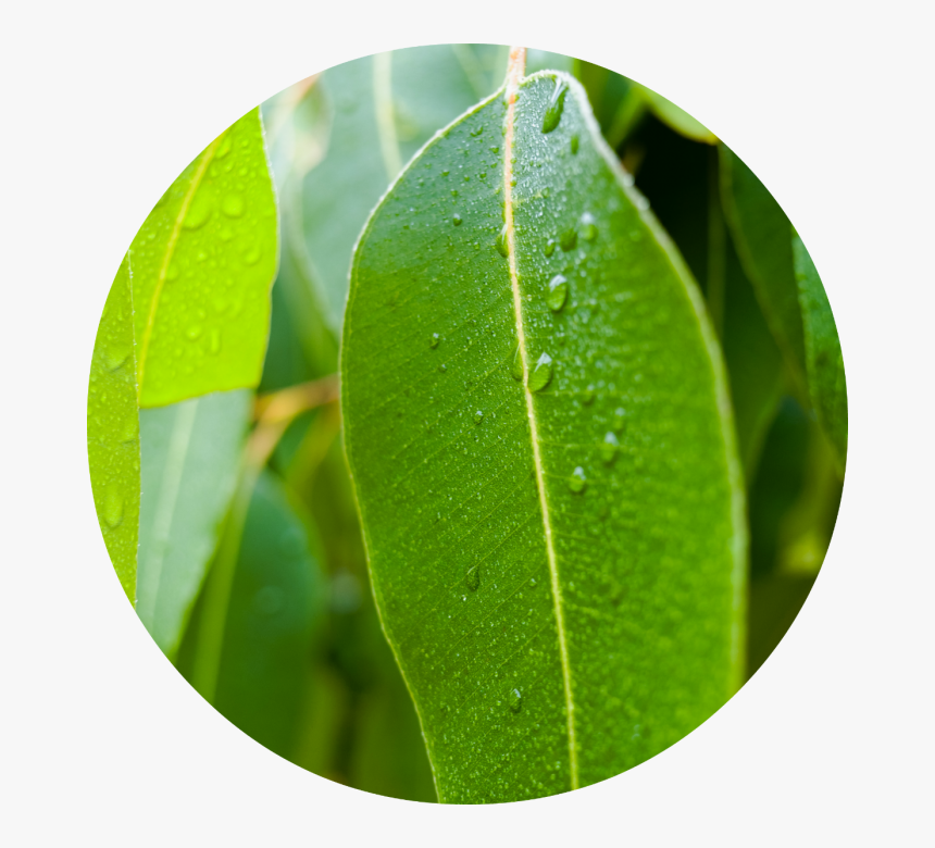 Eucalyptus Essential Oil Leaves, HD Png Download