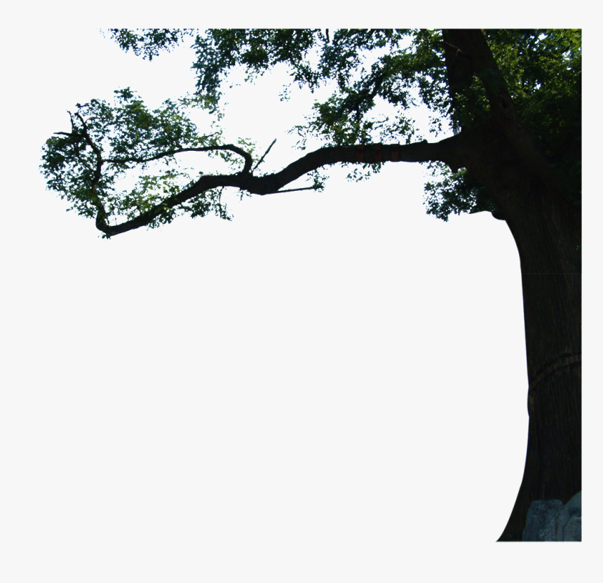 Transparent Eucalyptus Png - Twig, Png Download