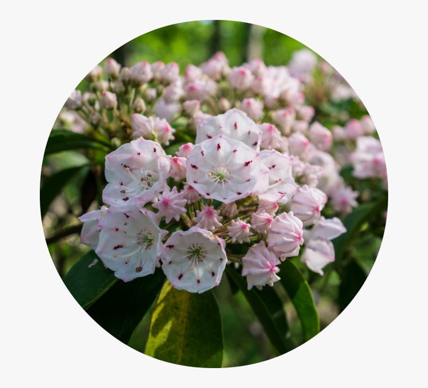 Mountain Laurel, HD Png Download