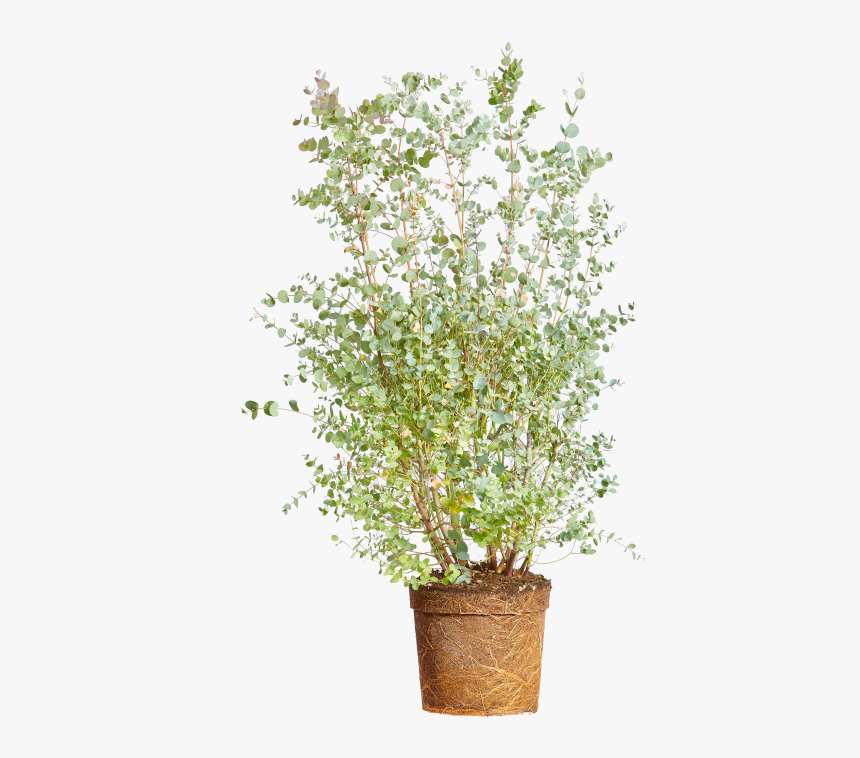 Cider Gum - Flowerpot, HD Png Download