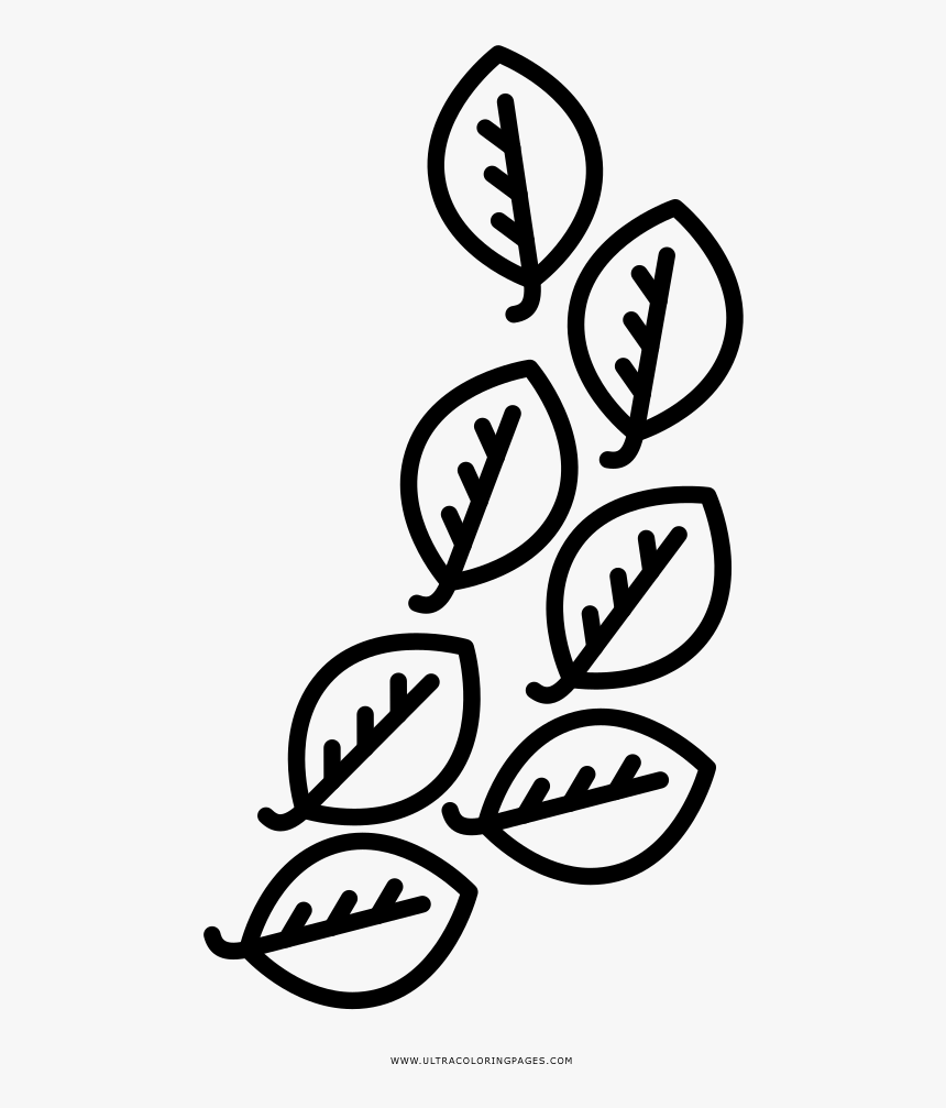 Laurel Leaves Coloring Page - Hojas De Laurel Para Colorear, HD Png Download