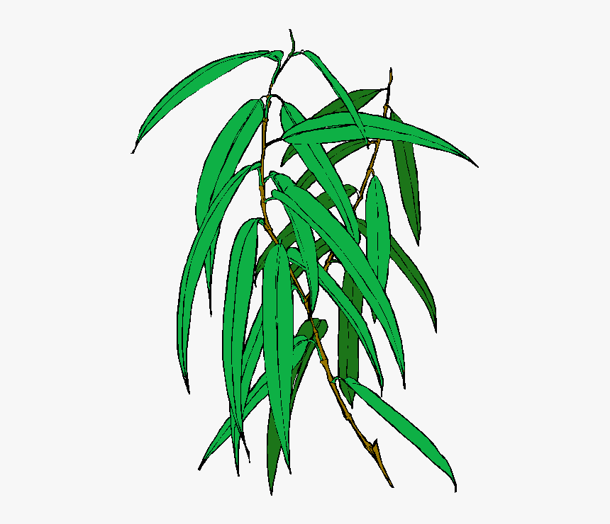 Transparent Eucalyptus Png - Eucalyptus, Png Download