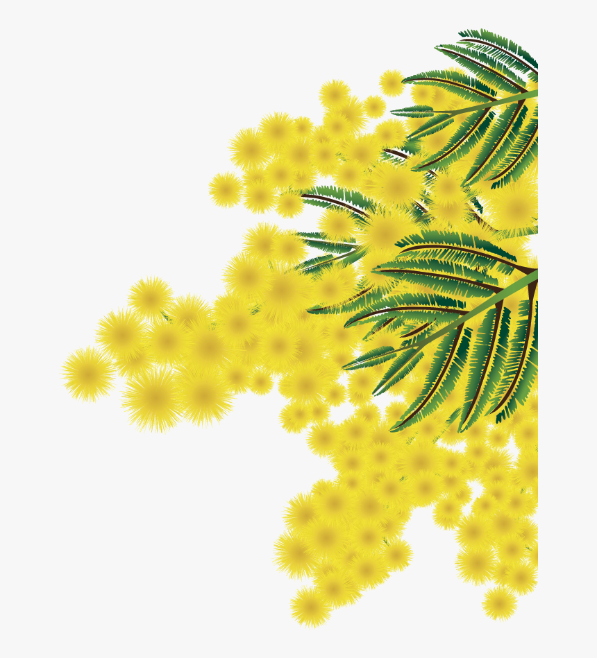 Albero Mimosa Png - Mimosa Png, Transparent Png