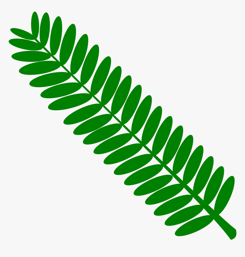 Vascular Plant Clip Art, HD Png Download