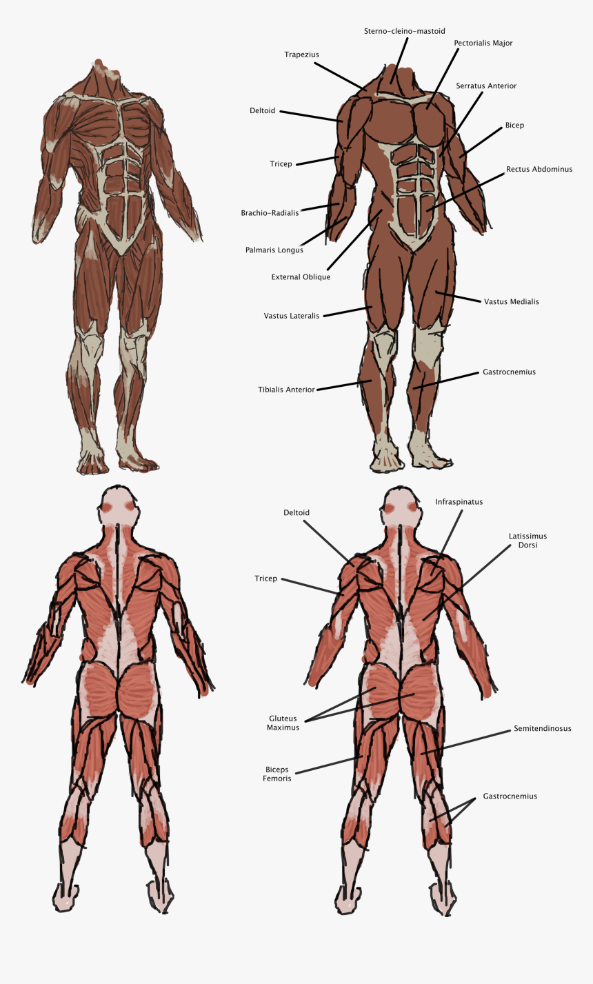 The Vitruvian Man - Sketch, HD Png Download