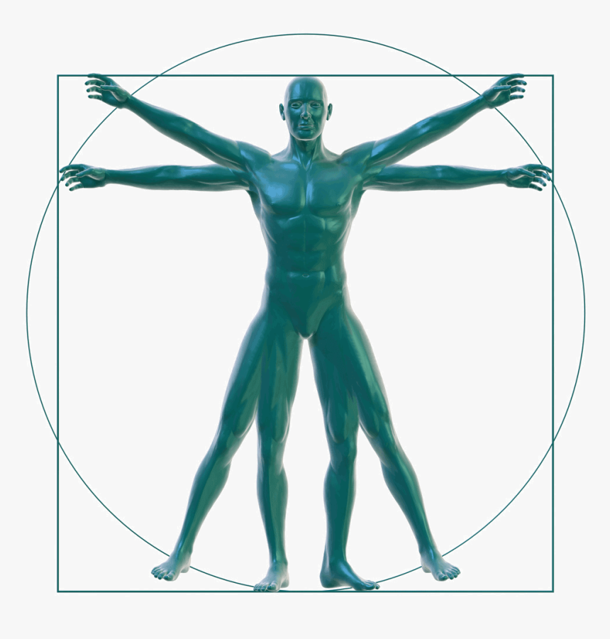 Vitruvian Man On White - Holistic Man, HD Png Download