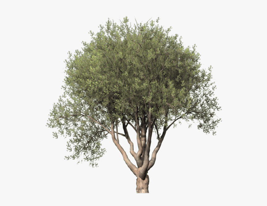 Arboles Png, Transparent Png