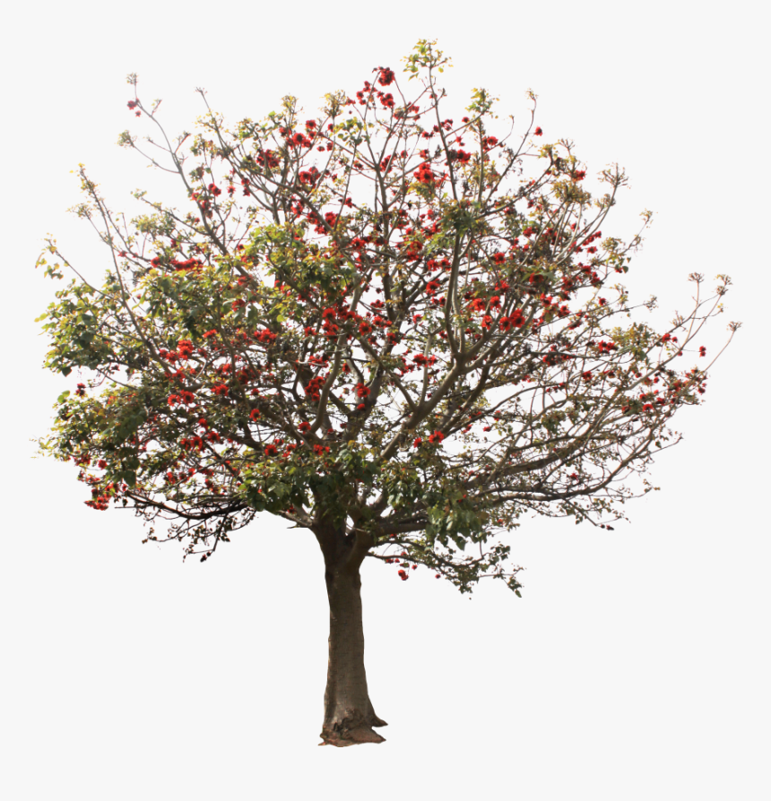#arbol #tree #árboles #trees - Riberry, HD Png Download