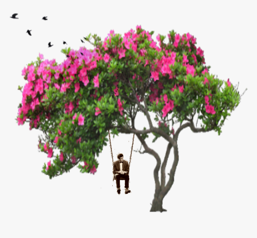 Ftestickers Tree People Birds Man Swing Bird Flower - Bougainvillea Tree Drawing, HD Png Download