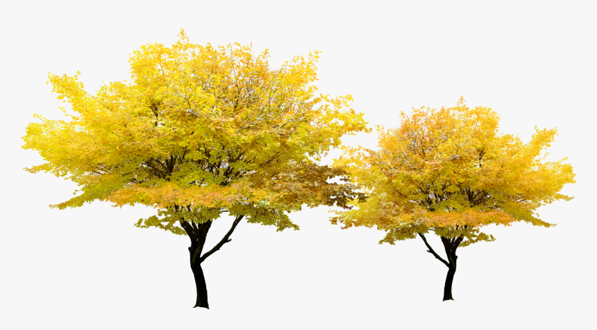 Tree Yellow Autumn Maple - Yellow Tree Png, Transparent Png