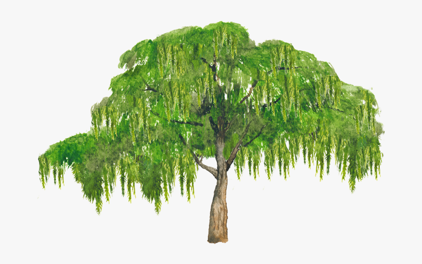 Thumb Image - Broad Leaved Tree, HD Png Download