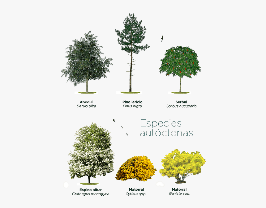 Pond Pine, HD Png Download