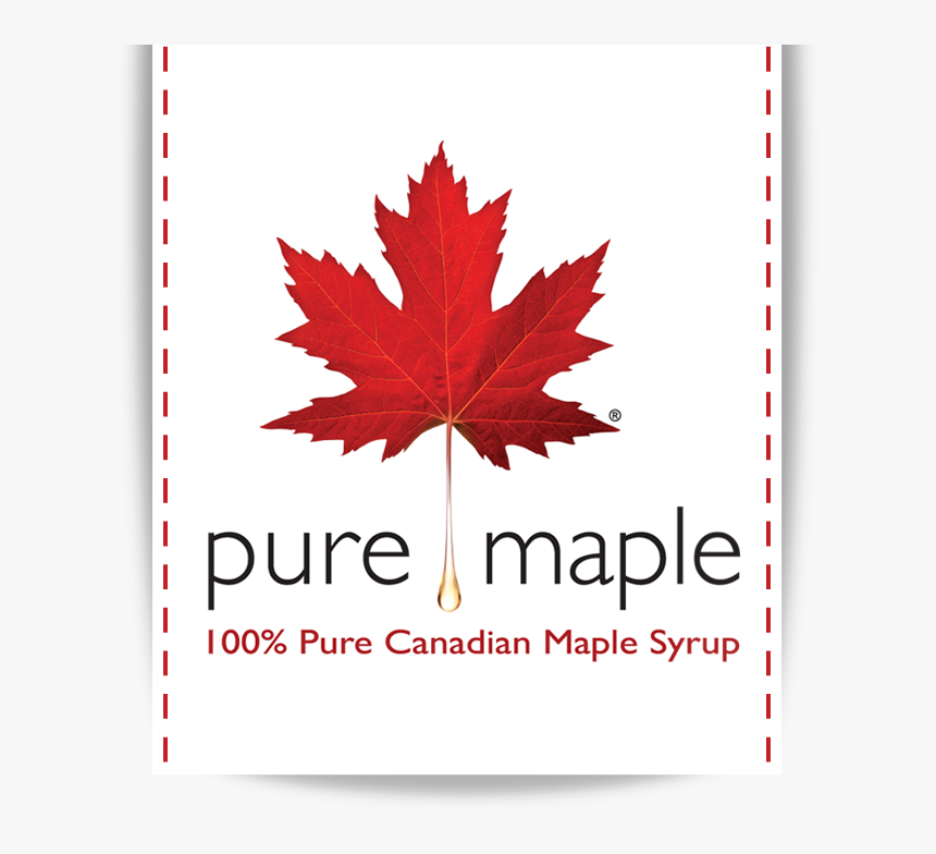Pure Maple Syrup - Red Maple Leaf Drawing, HD Png Download