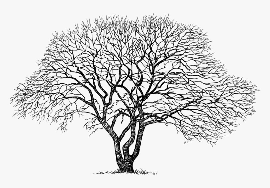 Does Maple Syrup From Red Maple Taste Different - Arbre Png Dessin, Transparent Png