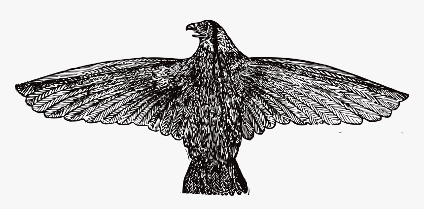 Eagle Clipart Chick - Vintage Illustration Png, Transparent Png