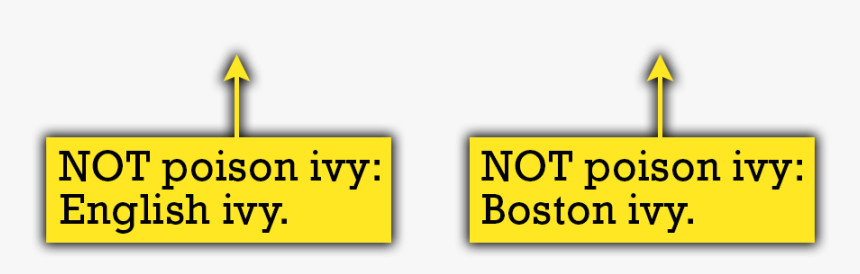 Quiz Thorns - Poison Ivy Vs English Ivy, HD Png Download
