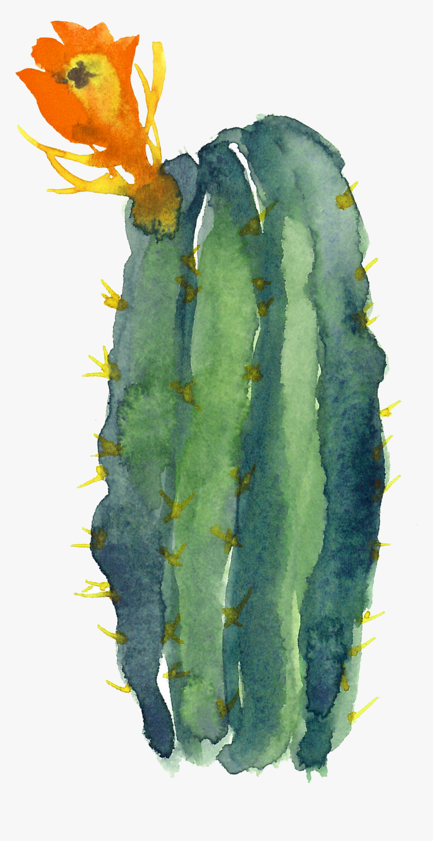 Transparent Cactus Drawing Png - Cactus Clipart Transparent Background, Png Download