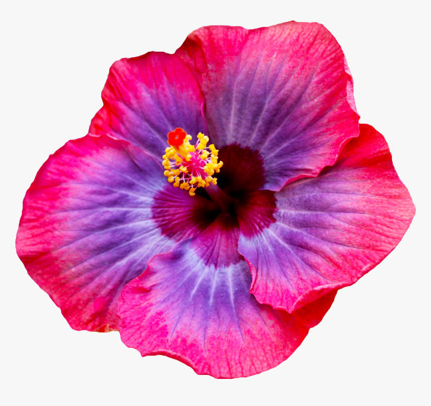#hibiscus #flower #tumblr - Most Beautiful Hibiscus Flowers, HD Png Download