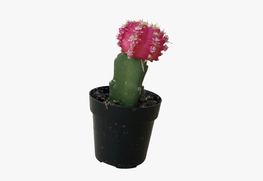 Clip Art Red Moon Cactus - Flowerpot, HD Png Download