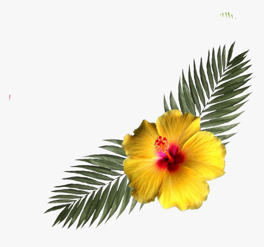 #hibiscus #flower #tropicalflower #corner #flowers - Chinese Hibiscus, HD Png Download