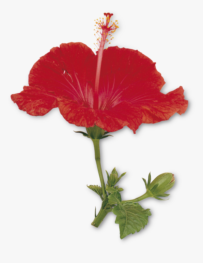 Petal Drawing Hibiscus - Petals And Sepals Of China Rose, HD Png Download